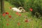 Couple swans with poppies in spring.