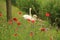 Couple swans with poppies in spring.