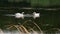 Couple of swans swimming on the lake in the summer.