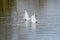 Couple of swans with their heads under water and tailss up