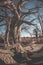 Couple taking selfie on hammock hanging from huge Baobab tree in the african savannah. Fisheye view, toned image. Wilderness safar