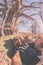 Couple taking selfie on hammock hanging from huge Baobab tree in the african savannah. Fisheye view, toned image. Wilderness safar