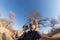 Couple taking selfie near Baobab plant in the african savannah with clear blue sky. Fisheye view from below. Wilderness safari and