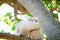 Couple Tanimbar corella cockatoo birds with the romantic moment on the tree at Brighton-Le-Sands park, Sydney, Australia.