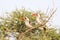 Couple of Tanzanian Red-billed Hornbills