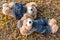 Couple teddy bears rest on ground