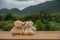 Couple of Teddy Bears sitting on wood table with green tree and mountain background.Teddy Bear is a gift,toy and best friend for