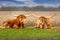 A couple of Texas longhorn cattle relaxing in the grass with crossed horns