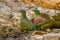 Couple of Thick-billed Green Pigeon