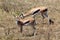 Couple of Thomson\'s gazelle