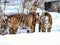 Couple of tigers in snow.