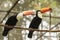 Couple of Toco Toucan