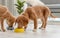 Couple of toller puppies at home