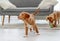 Couple of toller puppies at home