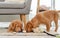 Couple of toller puppies at home