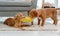 Couple of toller puppies at home