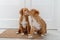 Couple of toller puppies at home