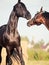 Couple of Trakehner stallions in meadow