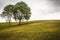 Couple trees on the green field and on a hill.