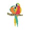 Couple of tropical or jungle parrots on perch, flat vector illustration isolated.