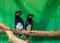 Couple of trumpeter hornbills sitting on a tree branch, tropical bird specie from Africa