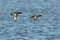 A couple of Tufted Ducks in flight