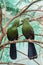 Couple of turaco on the branch. Beautiful birds of the world.