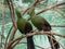 Couple of turaco on the branch. Beautiful birds of the world.