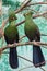 Couple of turaco on the branch. Beautiful birds of the world.