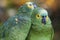 Couple of Turquoise-fronted Parrots