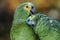 Couple of Turquoise-fronted Parrots