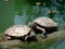 The couple turtle