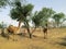 A couple of two camels feeding or eating green tree`s leaves by long neck