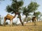 A couple of two camels feeding or eating green tree`s leaves by long neck