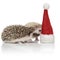 Couple of two curious hedgehogs exploring a christmas hat