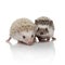 Couple of two curious hedgehogs walking on white background