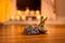 Couple of two lovely bunnies on a wooden floor of a cozy room