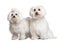 Couple of two maltese dog