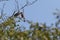 Couple of Two Red-backed Shrike perched on an acacia tree