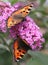 Couple of two small Tortoiseshell butterflies at a butterfly-bush, Netherlands