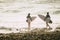 Couple of two teenagers or adult entering at the water together to go surfing and training - woman and man at the beach touching