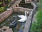 A Couple of Two White Swans Swim in an Artificial Pond