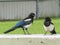 A couple of Typical Magpies birds on a bench