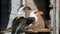 Couple Of Von Der Decken\'s Hornbill