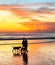 couple walking dogs, sunset Bali