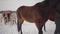 Couple walking with horses outdoors on a country ranch in the winter. Man and woman leading horses. Horses and ponies