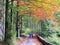 A couple walking side by side along the scenic footpath in a beautiful autumn forest