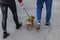 Couple walking with their french bulldog