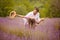 Couple walking trough lavender field