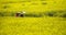 A couple walking in yellow field rapeseed in Luoping